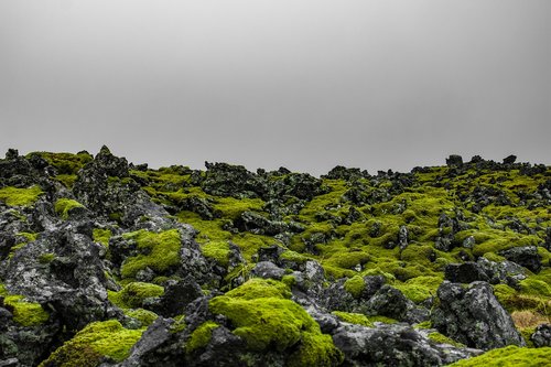 iceland  moss  green