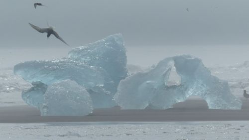 iceland iceberg bird