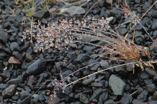 iceland rain plant