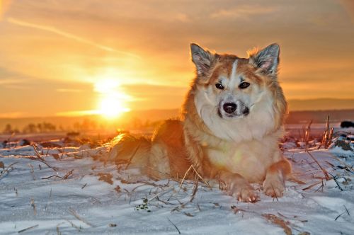 iceland dog dog winter