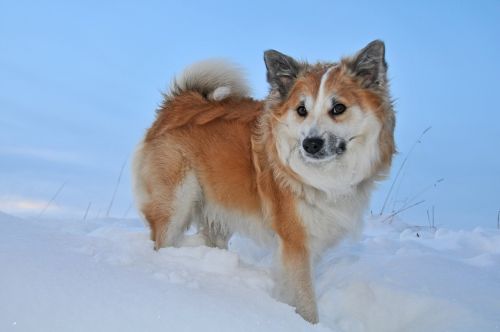 iceland dog winter snow