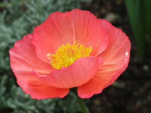 iceland poppy mohngewaechs colorful