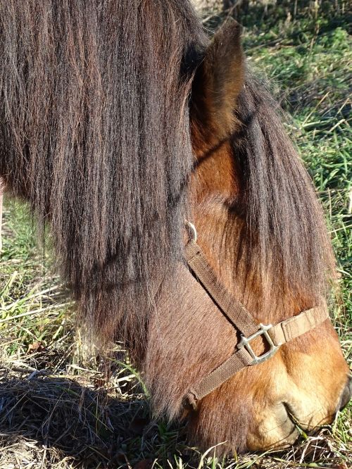 icelanders horse head pony