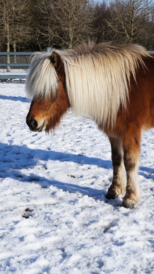 icelandic horse snow