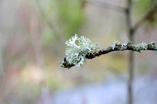 icelandic moss lichen branch