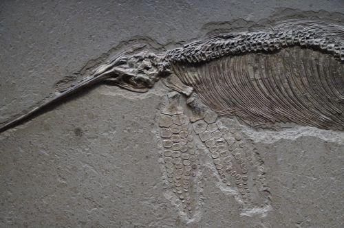 ichthyosaurs skeleton petrified