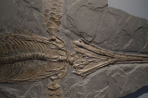 ichthyosaurs ichthyosaur fossil