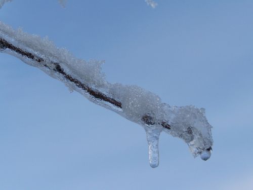 icicle frosty snowy branch winter
