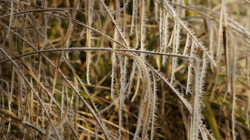 icicle grass white