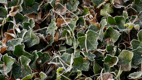 icicle ivy white