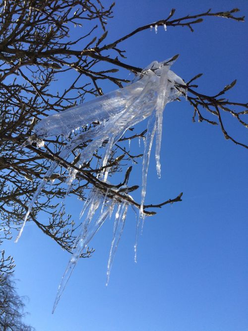 icicle ice winter