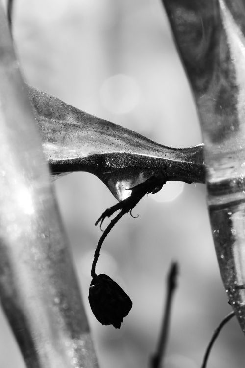 icicle berry frost