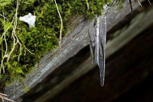 icicle moss winter