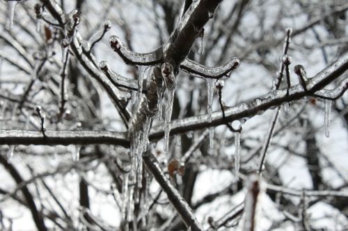 icicles ice tree