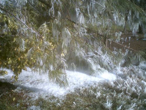 Icicles And Tree