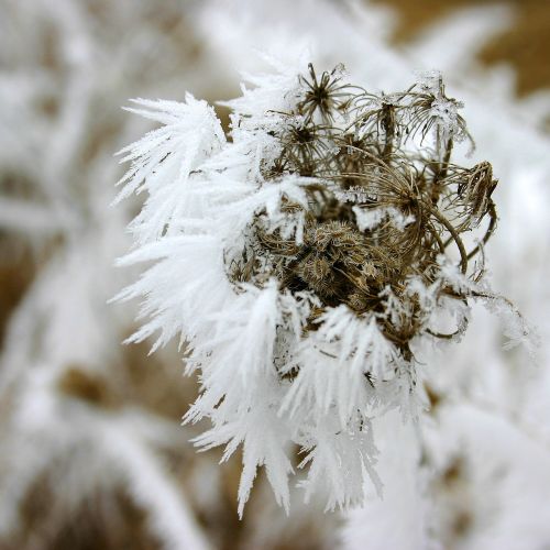 icing rime winter