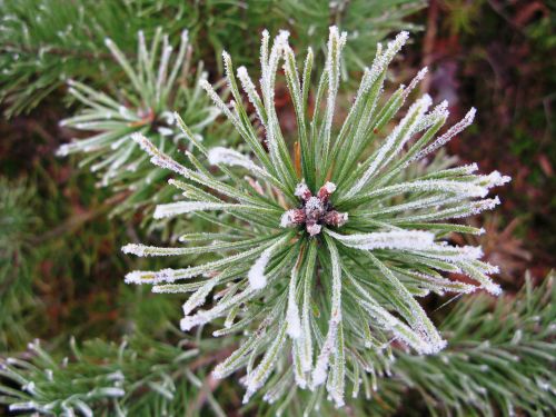 icing winter pine forest