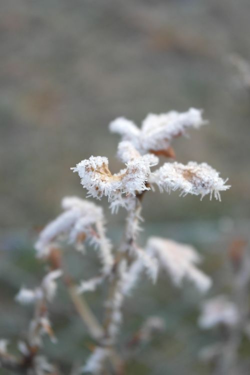 icing frost detail