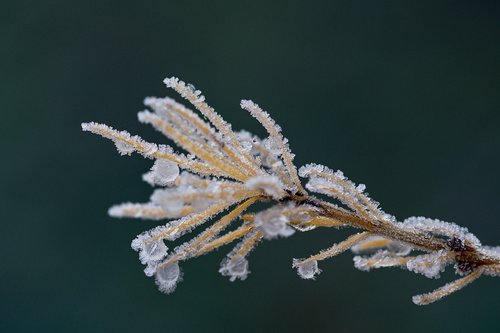 icing  plant  winter