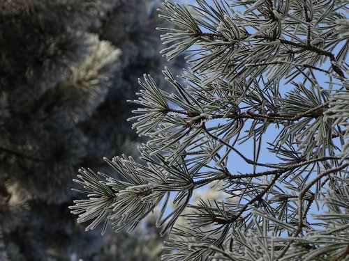 icing  winter  ice