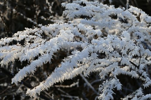 icing  winter  frost