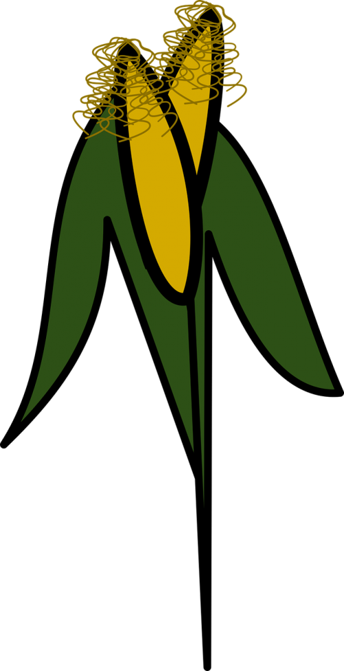 icon corn orchard