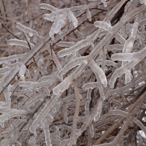 Icy Branches