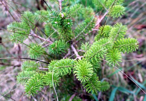iglak coniferous shrub green