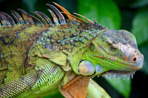 iguana reptile wildlife