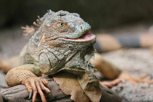 iguana reptile wildlife