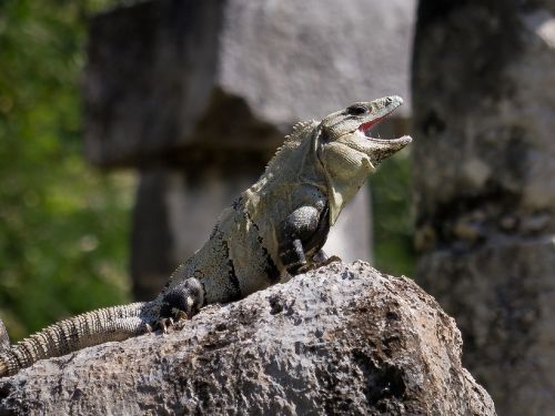 iguana spiny tailed