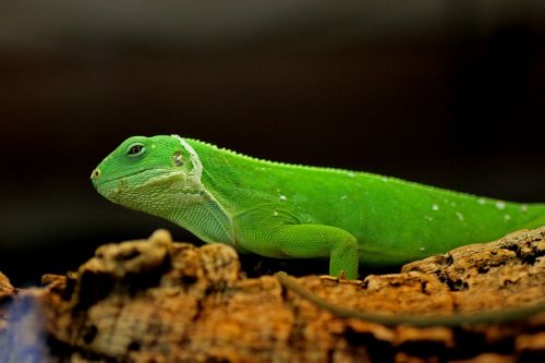 iguana green reptile