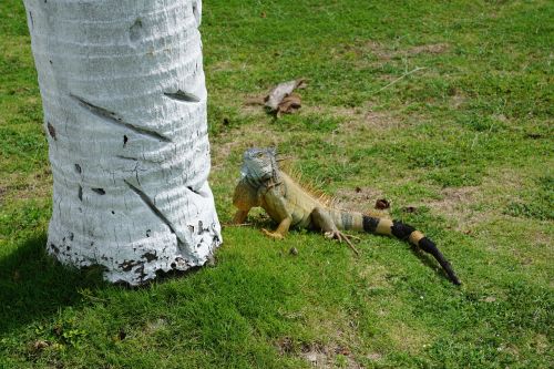 iguana green palm