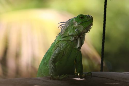 iguana green west indies