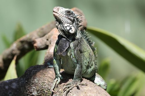 iguana reptile in dry twig
