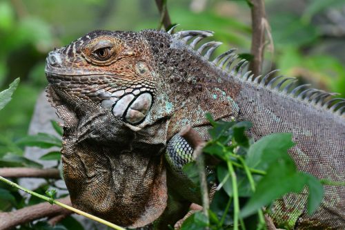 iguana posing portrait