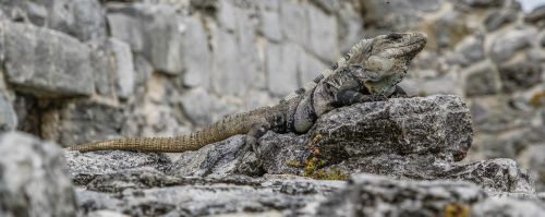 iguana lizards tropical