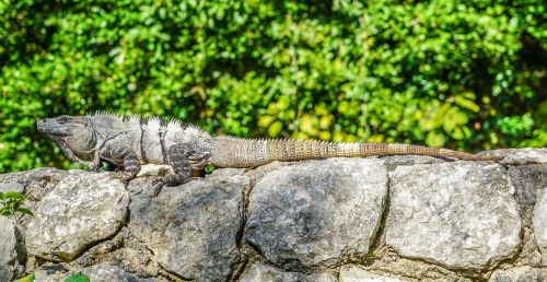 iguana reptile nature