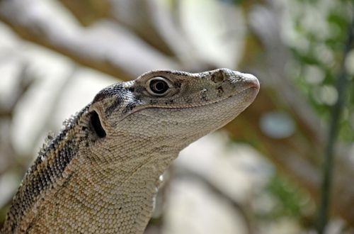 iguana amphibians nature