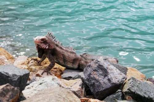 iguana animal lizard