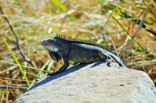 iguana reptile lizard