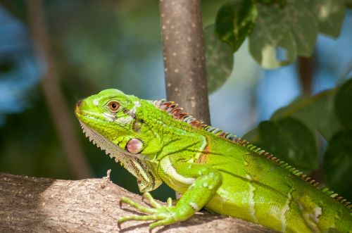 iguana reptile wildlife