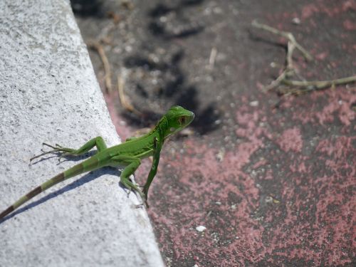 iguana green lizard