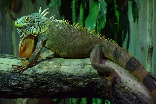 iguana exotic animal reptile