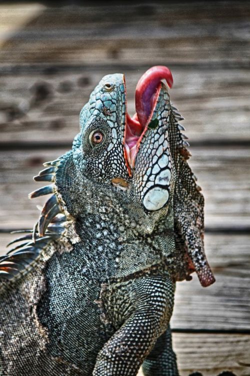 iguana curacao animal