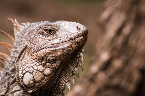 iguana animal reptíl