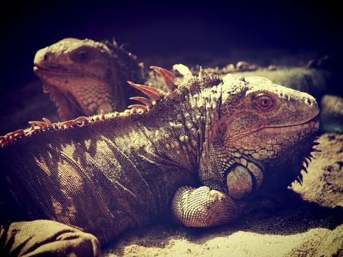 iguana lizard dragon