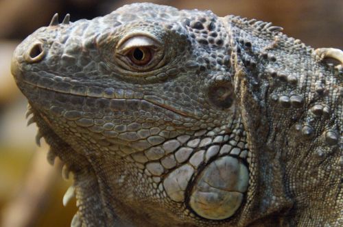 iguana face portrait