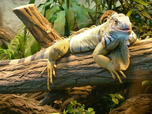 iguana zoo reptile