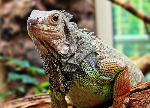 iguana reptile zoo